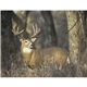Good Value(TM) Wildlife Portraits - Spiral Calendar
