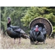 Good Value(TM) Wildlife Portraits - Spiral Calendar