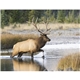 Good Value(TM) Wildlife Portraits - Spiral Calendar