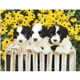 Good Value(TM) Puppies Kittens - Stapled Calendar