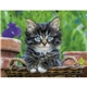 Good Value(TM) Puppies Kittens - Stapled Calendar