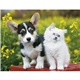 Good Value(TM) Puppies Kittens - Stapled Calendar
