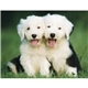Good Value(TM) Puppies Kittens - Stapled Calendar