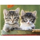 Good Value(TM) Puppies Kittens - Stapled Calendar