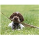 Good Value(TM) Puppies Kittens - Stapled Calendar