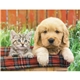Good Value(TM) Puppies Kittens - Stapled Calendar