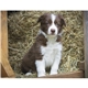 Good Value(TM) Puppies Kittens - Stapled Calendar