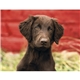 Good Value(TM) Puppies Kittens - Stapled Calendar
