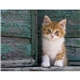 Good Value(TM) Puppies Kittens - Stapled Calendar