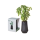 Modern Sprout(R) Tapered Tumbler Grow Kit