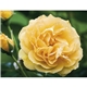 Good Value(TM) Flowers - Spiral Calendar