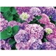 Good Value(TM) Flowers - Spiral Calendar