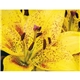 Good Value(TM) Flowers - Spiral Calendar