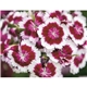 Good Value(TM) Flowers - Spiral Calendar