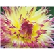 Good Value(TM) Flowers - Spiral Calendar