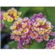 Good Value(TM) Flowers - Spiral Calendar