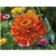 Good Value(TM) Flowers - Spiral Calendar