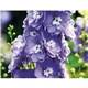 Good Value(TM) Flowers - Spiral Calendar