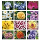 Good Value(TM) Flowers - Spiral Calendar