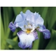 Good Value(TM) Flowers - Spiral Calendar