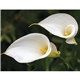 Good Value(TM) Flowers - Spiral Calendar
