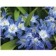 Good Value(TM) Flowers - Spiral Calendar