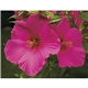 Good Value(TM) Flowers - Spiral Calendar
