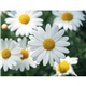 Good Value(TM) Flowers - Spiral Calendar