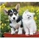 Puppies Kittens - Mini Calendar