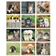 Puppies Kittens - Mini Calendar