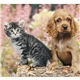 Puppies Kittens - Mini Calendar