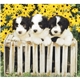 Puppies Kittens - Mini Calendar