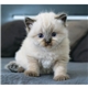 Puppies Kittens - Mini