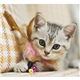 Puppies Kittens - Mini