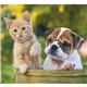 Puppies Kittens - Mini