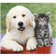 Puppies Kittens - Mini