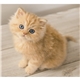 Puppies Kittens - Mini