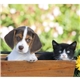 Puppies Kittens - Mini