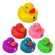 Colorful Duck