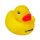 Colorful Duck