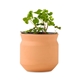Modern Sprout Tiny Terracotta Lucky to Have You