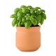 Modern Sprout Tiny Terracotta Big Congrats