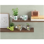 Mini Watering Can Blossom Kit