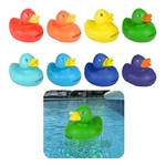 Colorful Duck